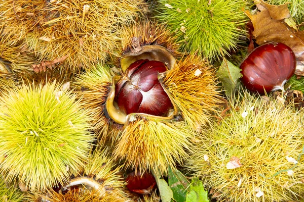 stock image Chestnut harvesting from the chestnut forest.