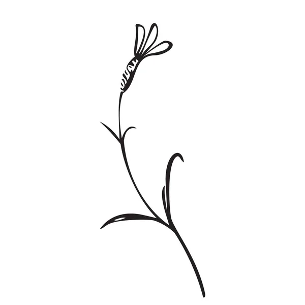 Planta Desenhada Mão Botânica Buquê Isolado Fundo Primavera Planta Flor —  Vetores de Stock