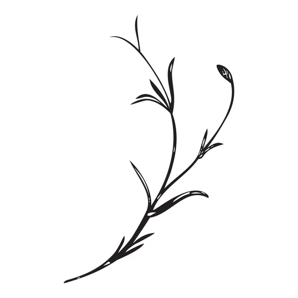 Botanische Handgezeichnete Pflanze Bukett Isoliert Hintergrund Frühlingspflanze Blume Jahrgang Rahmen — Stockvektor