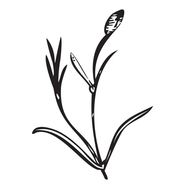 Botanische Handgezeichnete Pflanze Wildblumenstrauß Isoliert Auf Dem Hintergrund Frühling Sommer — Stockvektor