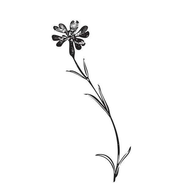 植物手描き植物 背景に隔離された野花花束 春夏のヴィンテージ花 創造的な線形スタイル グラフィックデザイン結婚式招待状 カード ポスター バナーベクトルイラスト — ストックベクタ
