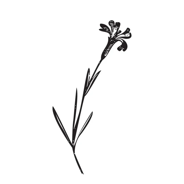 Botanická Ručně Kreslená Rostlina Kytice Volně Žijících Květin Izolované Pozadí — Stockový vektor