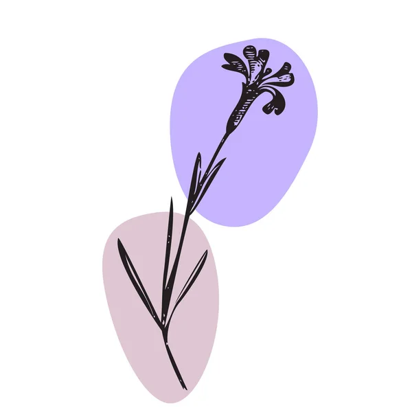 Ботанічна Рука Намальована Дикою Квіткою Кольоровій Плямі Ізольована Білому Тлі — стоковий вектор