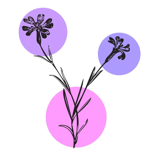Renk Bandına Yaban Çiçeği Çizilmiş Botanik Beyaz Arka Plan Klasik — Stok Vektör