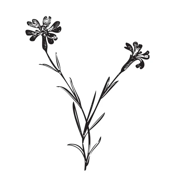 Botanische Handgezeichnete Pflanze Wildblumenstrauß Isoliert Auf Dem Hintergrund Frühling Sommer — Stockvektor
