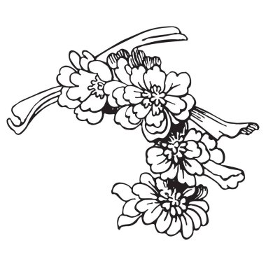 Sakura beyaz arka planda izole edilmiş. Geleneksel doğulu, ana hatlı vektör çizimi. Japonca, Çince, Kore modası, kutlama etkinliği tebrik kartı davetiye broşürü