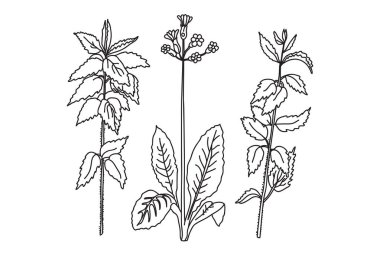Siyah beyaz botanik bitkileri ve çiçekler. Çizgi çizgisi çiçek buketi, ana hatlı vektör illüstrasyon arka planı. Düğün davetiyesi için modaya uygun grafik tasarımı tebrik kartı afişi etkinlik kutlaması