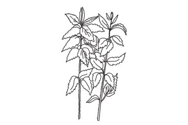 Siyah beyaz botanik bitkileri ve çiçekler. Çizgi çizgisi çiçek buketi, ana hatlı vektör illüstrasyon arka planı. Düğün davetiyesi için modaya uygun grafik tasarımı tebrik kartı afişi etkinlik kutlaması