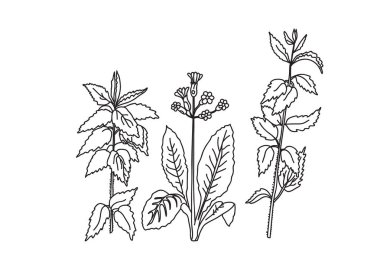 Siyah beyaz botanik bitkileri ve çiçekler. Çizgi çizgisi çiçek buketi, ana hatlı vektör illüstrasyon arka planı. Düğün davetiyesi için modaya uygun grafik tasarımı tebrik kartı afişi etkinlik kutlaması