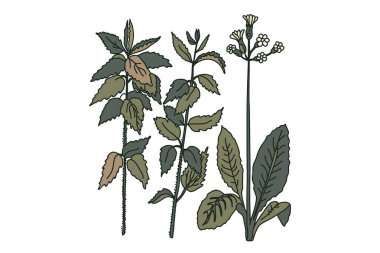 El yapımı botanik bitkileri ve çiçekler beyaz arka planda izole edilmiş. Çiçeksel buket vektör çizimi. Düğün davetiyesi tebrik kartı poster broşürü için modaya uygun grafik tasarımı