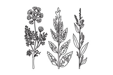 Siyah beyaz botanik bitkileri ve çiçekler. Çizgi çizgisi çiçek buketi, ana hatlı vektör illüstrasyon arka planı. Düğün davetiyesi için modaya uygun grafik tasarımı tebrik kartı afişi etkinlik kutlaması