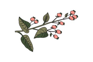 Beyaz arka planda yaprakları ve böğürtlenleri olan botanik dalı. Yeşil pastel renkli ağaç bitkisi vektör çizimi. Yazdırma Markası Kitap Tebrik Kartı Yazdırma için Grafik Tasarımı