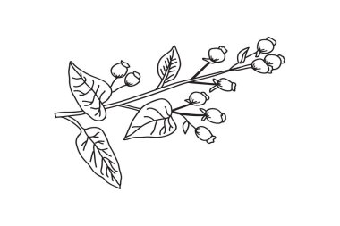 Beyaz arka planda yaprakları ve böğürtlenleri olan çizgili bir botanik dalı. Siyah-beyaz ağaç çizgisi bitki vektör çizimi. Yazdırma Markası Kitap Tebrik Kartı Yazdırma için Grafik Tasarımı