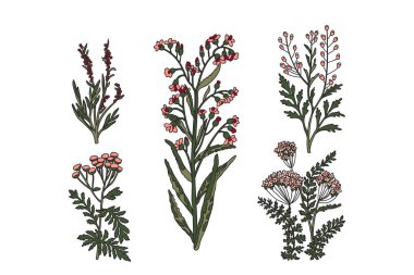 Koleksiyon bitkileri ve çiçekler beyaz arka planda izole edilmiş. Renkli kır çiçekleri buket vektör çizimi. Yazdırma Davetiyesi Tebrik Kartı Kitap Posteri Doğum Günü için Grafik Tasarımı