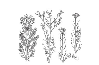 Beyaz arka planda izole edilmiş bitki ve çiçek koleksiyonu. Çizgi sanatı kır çiçekleri buket vektör çizimi. Yazdırma Davetiyesi Kutlama Kartı Posteri Doğum Günü Ürün Kitabı için grafik tasarımı