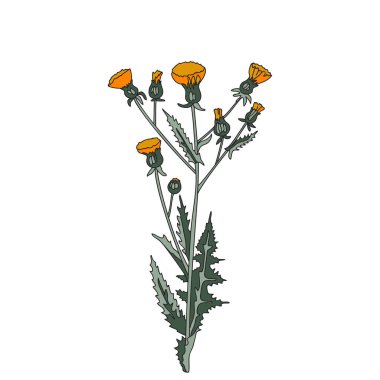 Beyaz arka planda izole edilmiş botanik renkli kır çiçeği. Sapı, dalları, yaprakları ve çiçek vektör illüstrasyonuyla elle çizilmiş bitki. Doğum günü düğün davetiyesi için grafiksel tasarım