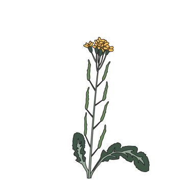 Beyaz arka planda izole edilmiş botanik renkli kır çiçeği. Sapı, dalları, yaprakları ve çiçek vektör illüstrasyonuyla elle çizilmiş bitki. Doğum günü düğün davetiyesi için grafiksel tasarım