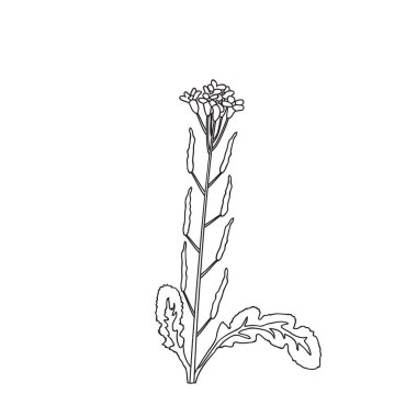 Botanik Çizgisi kır çiçekleri beyaz arka planda izole edilmiş. Saplı, yapraklı ve çiçek vektör illüstrasyonlu el çizimi siyah beyaz bitki. Doğum günü düğün kartı için grafik tasarımı.