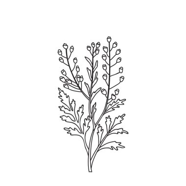 Botanik Çizgisi kır çiçekleri beyaz arka planda izole edilmiş. Saplı, yapraklı ve tomurcuklu el çizimi siyah-beyaz bitki. Doğum günü düğünü için grafik tasarımı.