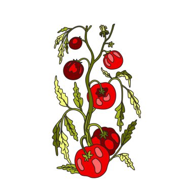 Ağaç dallarında yetişen domateslerin botanik çizimleri ve beyaz arka planda izole edilmiş meyveler. El çizimi renkli karikatür bitkisi saplı ve sebzeli domates vektör çizimi tasarımı