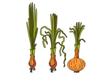 Beyaz arka planda izole edilmiş sulu soğanları olan el yapımı botanik renkli bir koleksiyon. Çizgi film sebze vektör çizimi. Doğum günü Davetiyesi Yazdırma Posteri Ürün Kartı için grafik tasarımı