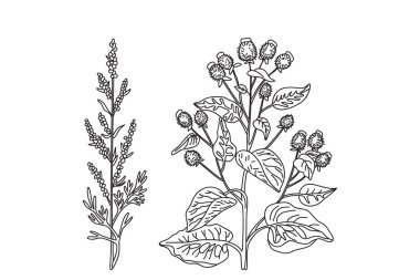 Çizgi sanatı tıbbi bitkileri beyaz arka planda izole edildi. El çizimi, saplı, yapraklı, çiçekli, meyve vektör resimli bitkiler. Geleneksel tıp kartı için grafik tasarım unsurları.