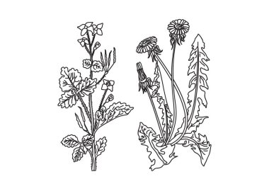 Çizgi sanatı tıbbi bitkileri beyaz arka planda izole edilmiş. El çizimi botanik çizimi karahindiba ve yapraklı celandin, çiçek vektör çizimi. Yazdırma Doğumgünü için grafik tasarım ögeleri