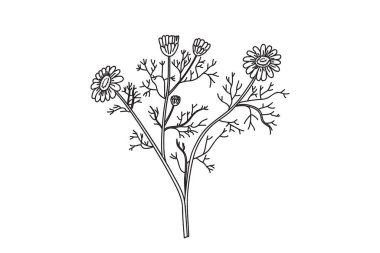 Çizgi sanatı botanik buketi beyaz arka planda izole edilmiş papatya çayı. Stems Leaves Flowers vektör illüstrasyonlu el çizimi tıbbi tesis. Doğum günü tebrik kartı için grafik tasarım ögesi