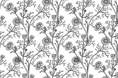 Çizgi sanatı botanik desenli ve çiçekli papatya çiçeği çizimi. Siyah çizgi beyaz arka planda tekrarlayan papatya bitkileri. Moda Kapağı Tekstil Düğün Yazısı için Grafik Tasarımı