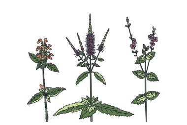 Botanik kır çiçekleri beyaz arka planda izole edilmiş. Mor çiçekli el yapımı şifalı bitkiler kök vektör çizimi bırakır. Doğum günü düğün kartı için grafiksel tasarım ögeleri