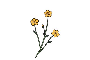 Beyaz arka planda izole edilmiş botanik çiçeği buketi. El, sarı çiçek vektör resimli üç kır çiçeği bitkisi çizmiş. Doğum günü düğün kartı broşürü için grafik tasarım ögesi