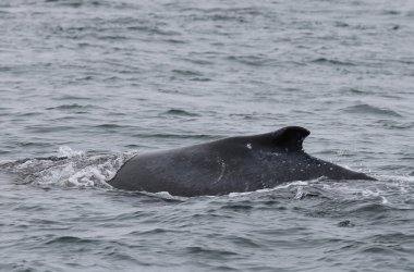 Kanada 'nın Fundy Körfezi' nde kambur balina. Yüksek kalite fotoğraf