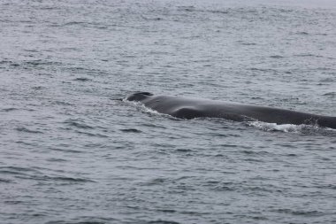 Kanada 'nın Fundy Körfezi' nde kambur balina. Yüksek kalite fotoğraf