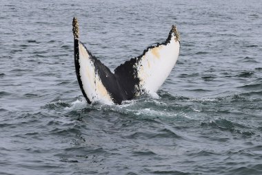 Fundy Körfezi 'ndeki kambur balina dalmadan önce kuyruğunu gösteriyor, Kanada. Yüksek kalite fotoğraf
