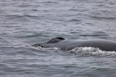 Kanada 'nın Fundy Körfezi' nde kambur balina. Yüksek kalite fotoğraf