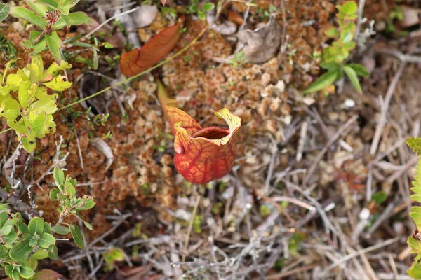 加拿大Kejimkujik国家公园的Pitcher植物 高质量的照片 — 图库照片