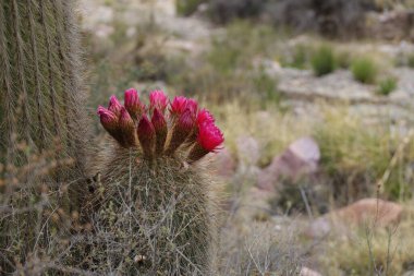 Cactus flowers of the Quebrada de Humahuaca, Argentina. High quality photo