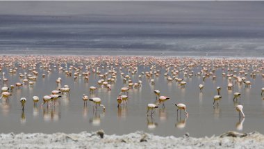 Flamingos in Laguna Grande, Catamarca, Argentina. High quality photo