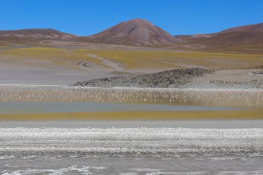 Flamingos in Laguna Grande, Catamarca, Argentina. High quality photo