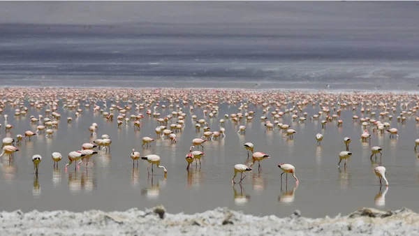 Flamingos in Laguna Grande, Catamarca, Argentina. High quality photo