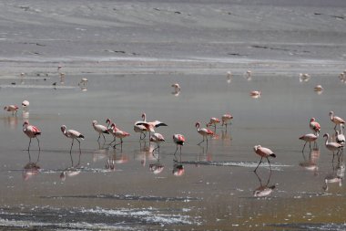 Flamingos in LAGUNA Grande, Catamarca, Argentina. High quality photo