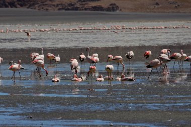 Flamingos in LAGUNA Grande, Catamarca, Argentina. High quality photo