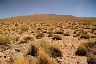 Typical landscape of North West Argentina. High quality photo