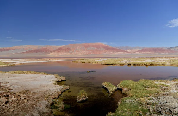 Lagune Carachi Pampa Réserve Biosphère Argentine Photo Haute Qualité — Photo