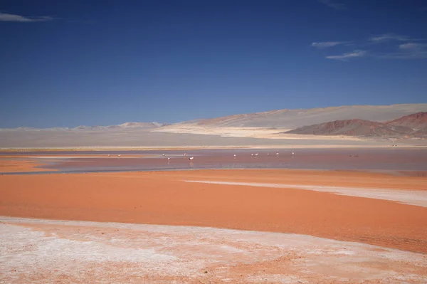 Die Lagune Von Carachi Pampa Biosphärenreservat Argentinien Hochwertiges Foto — Stockfoto