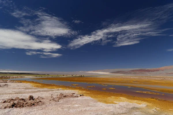 Lagoa Carachi Pampa Reserva Biosfera Argentina Foto Alta Qualidade — Fotografia de Stock