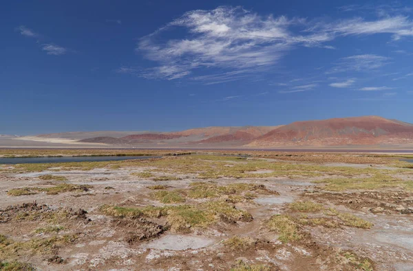 Carachi Pampa Laguna Cadangan Biosfer Argentina Foto Berkualitas Tinggi — Stok Foto