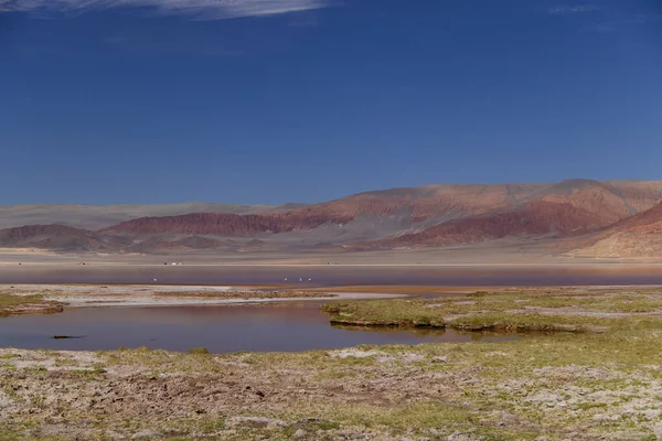 stock image The Carachi Pampa lagoon, biosphere reserve, Argentina. High quality photo