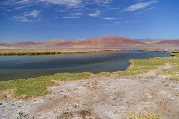 Laguna Carachi Pampa Reserva Biosfera Argentina Foto Alta Calidad — Foto de Stock