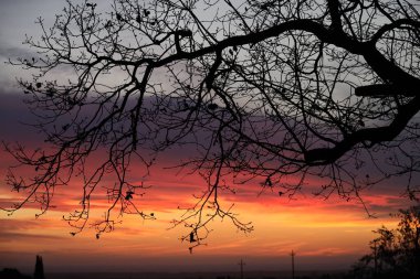 Bolgheri meşelerinin dalları gün batımında gökyüzünü nakışlar, Toskana. Yüksek kalite fotoğraf